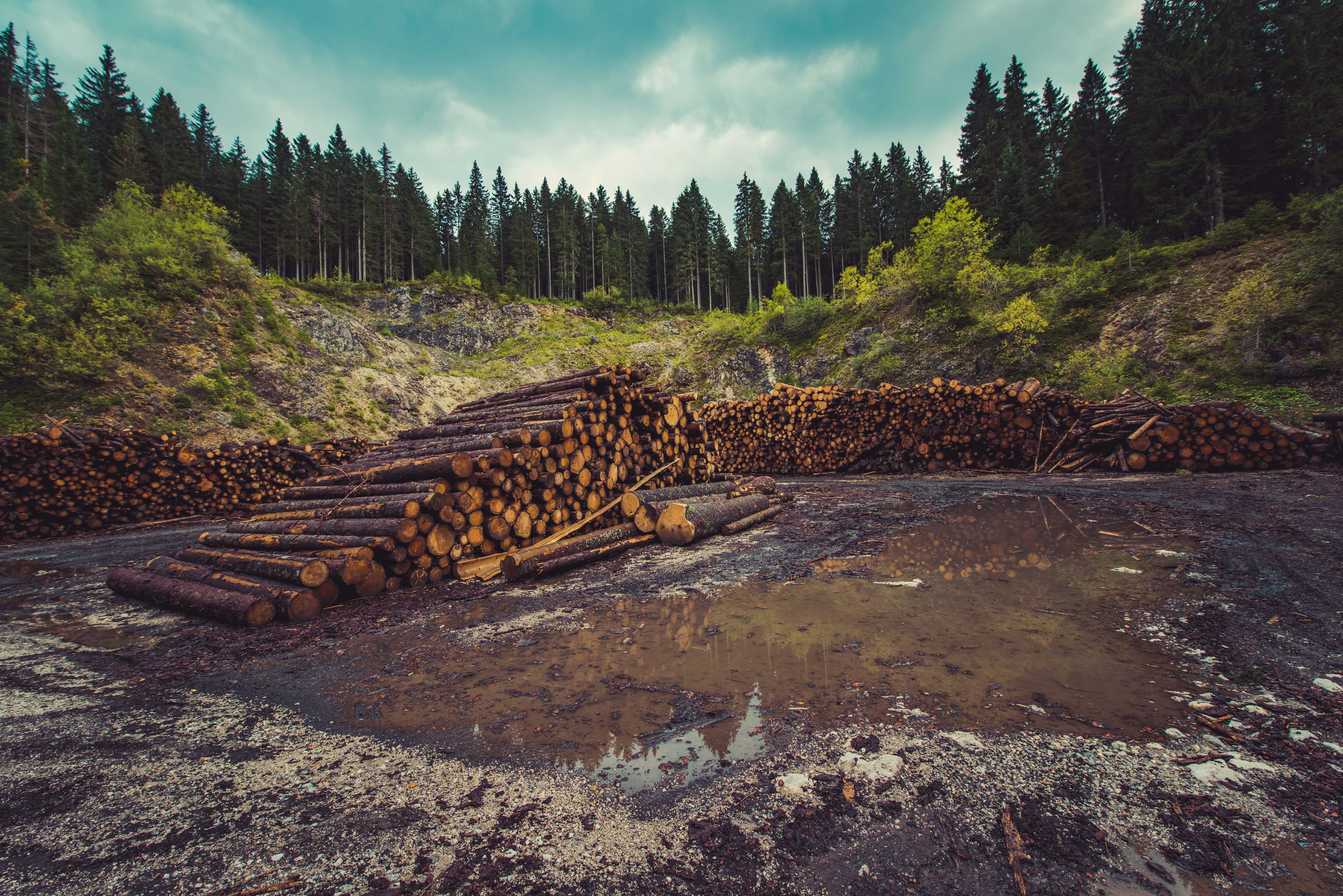 firewood on river